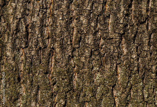 Fototapeta Naklejka Na Ścianę i Meble -  texture bark oak base with natural cracks rustic pattern for web design