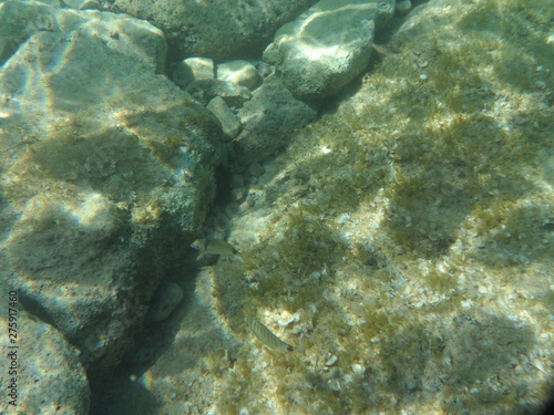 shoal of fish in water underwater