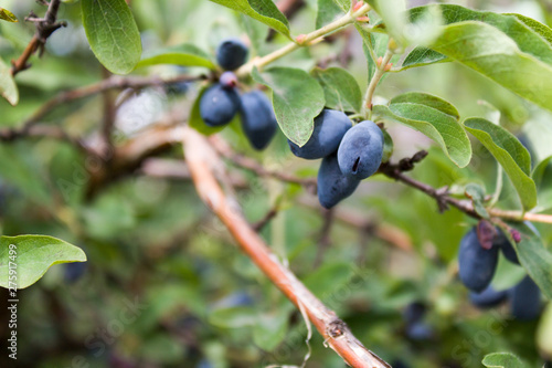 Fresh ripe blue honeysuckle berries on the branch. Selective focus. Haskap berry Bush.