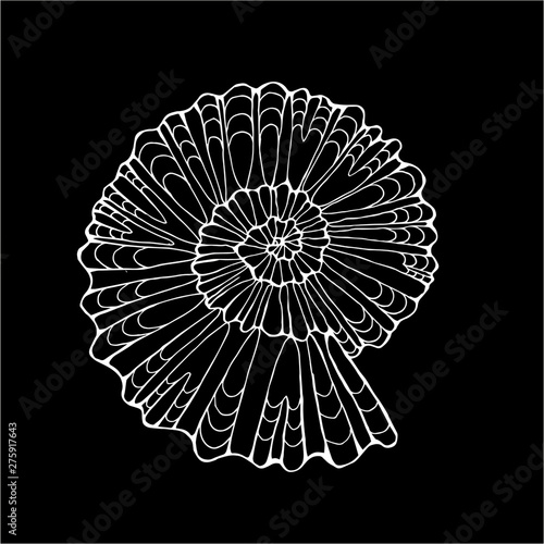 Black white illustration of a petrified snail shell. Chalk on a blackboard.
