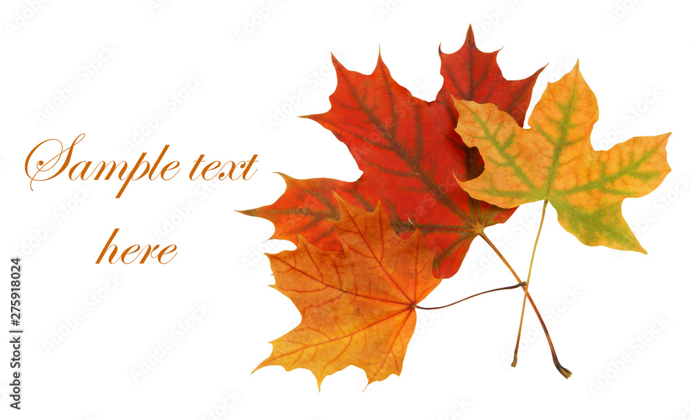 Obraz premium Autumn maple leaves isolated on white background