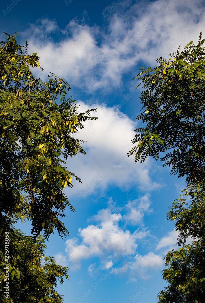 Beautiful blue cloudy sky seen through tree tops Beautiful blue cloudy sky seen through tree tops