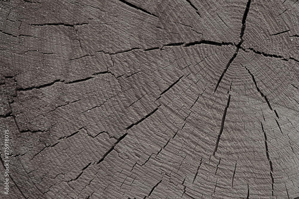 tinted wooden texture background. cracked gray monochrome base rustic eco close-up base design tinted wooden texture background. cracked gray monochrome base rustic eco close-up base design