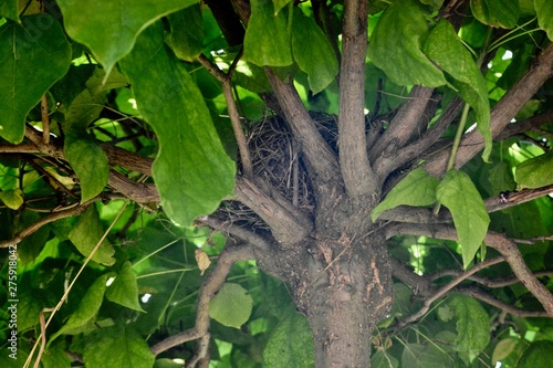 bird's nest