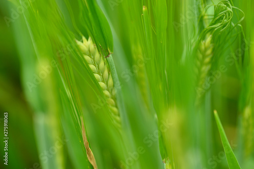 Close-up of young green barley in the field