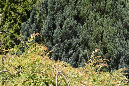 tree