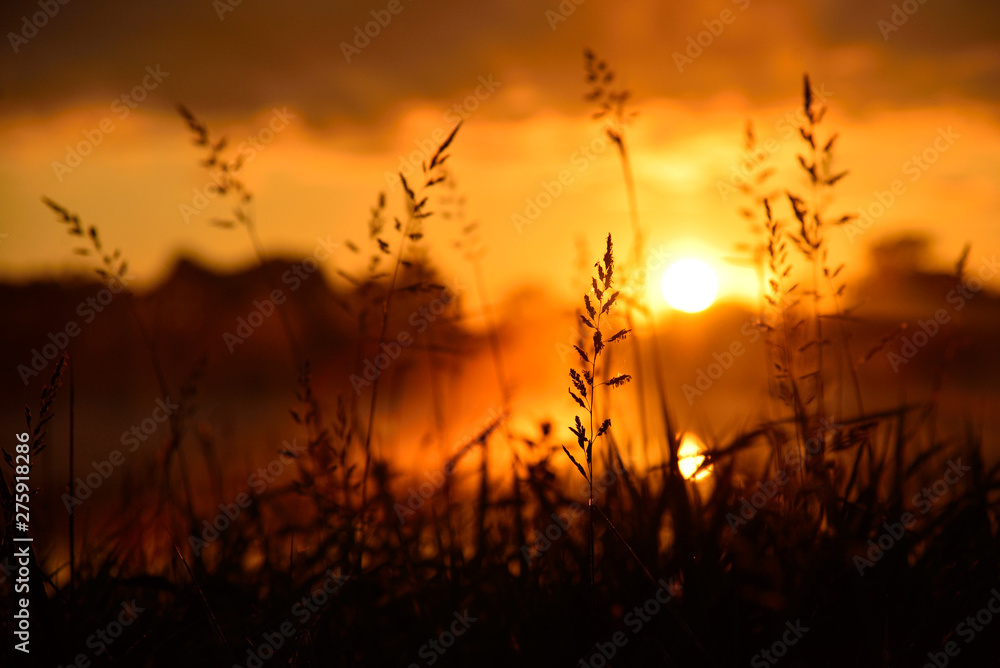 Silhouettes of grass stalks in sunset (sunrise)