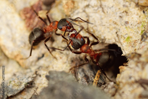 Two fighting ants