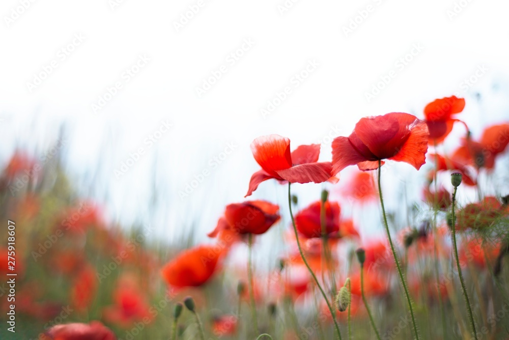 Naklejka premium poppy field of poppies