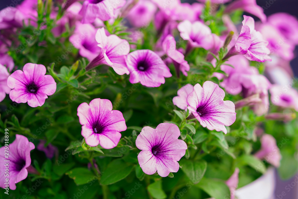 beautiful flowers, lilac and pink. Grow on flower bed. Bright juicy colors, close-up. beautiful flowers, lilac and pink. Grow on flower bed. Bright juicy colors, close-up.