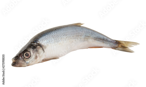 Herring fish isolated on white