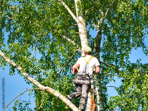 Mature male tree trimmer high in birch tree, 30 meters from ground, cutting branches with gas powered chainsaw and attached with headgear for safe job