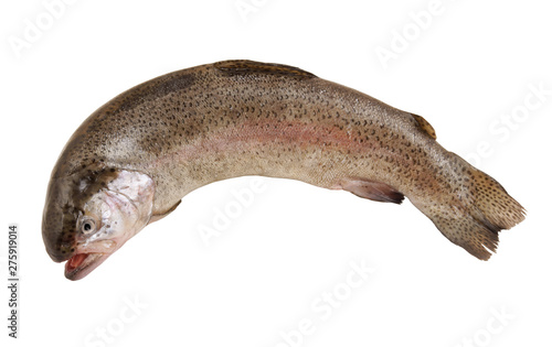 Rainbow trout isolated on white background photo