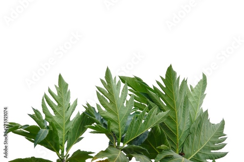 Breadfruit plant with leaves on white isolated background for green foliage backdrop 