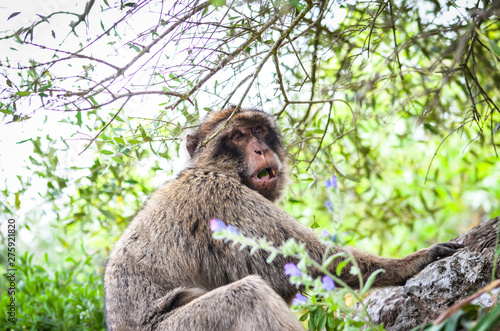 close of view of the gibraltar monkeys