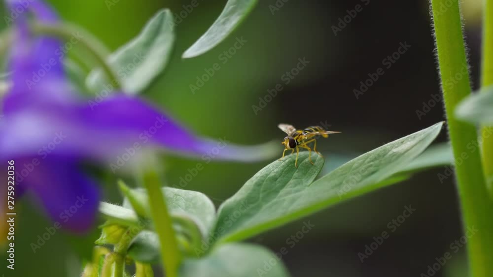 Yellow-black hoverfly close-up