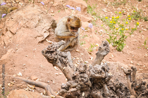close of view of the gibraltar monkeys
