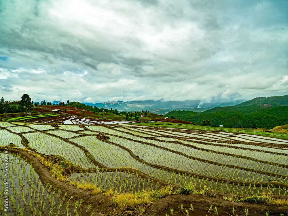 Pa Pong Peang rice terrace at the northern of Thailand in the day time  chiangmai thailand.