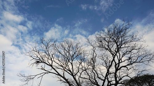 Silhouette of the tree and blue sky background