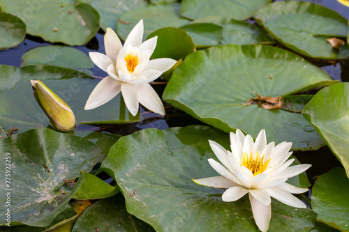 Lotus flower plant on lake. Lotus flower blooming in river