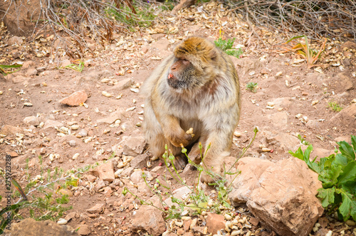 close of view of the gibraltar monkeys