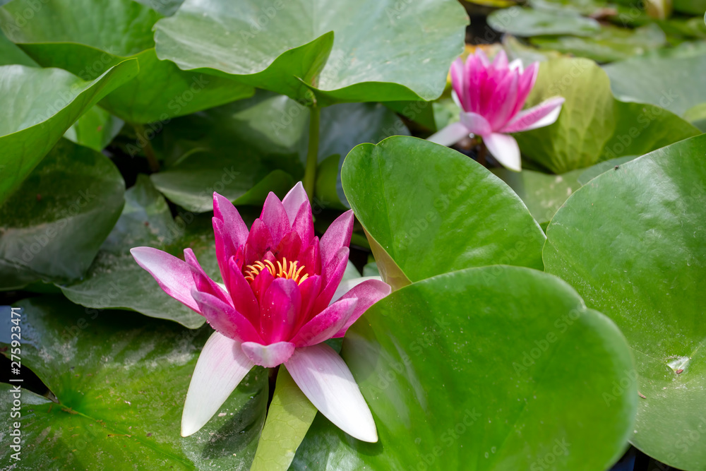 Lotus flower plant on lake. Lotus flower blooming in river