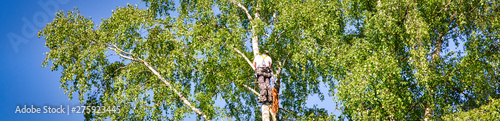 Woodcutter using a chain saw to cut the tree trunk into logs