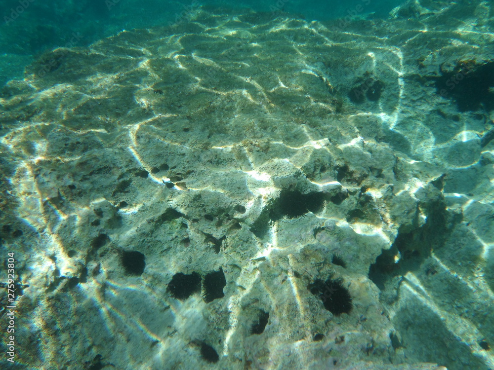 Fototapeta premium Under water
