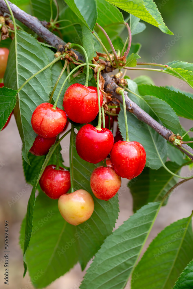 Cherry with leaf and stalk. Cherries with leaves and stalks. Cherry with leaf and stalk. Cherries with leaves and stalks.