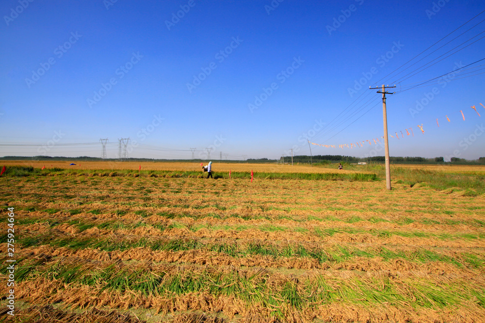 Farmers in the rice fields