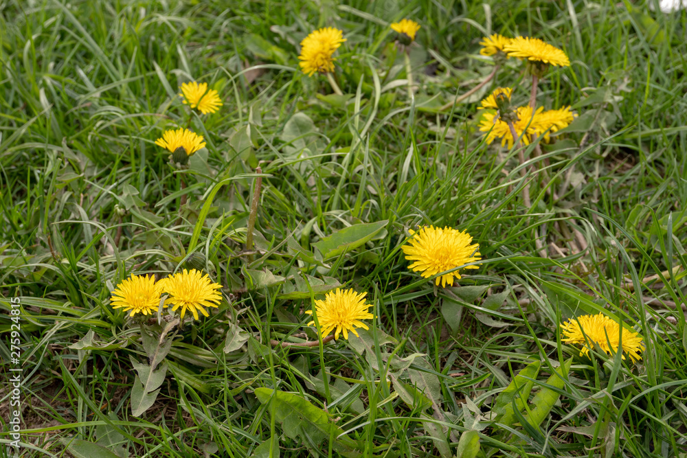 Yellow dandelion in the spring on green grass Yellow dandelion in the spring on green grass