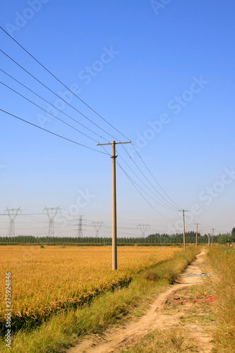 telegraph pole in the rice fields