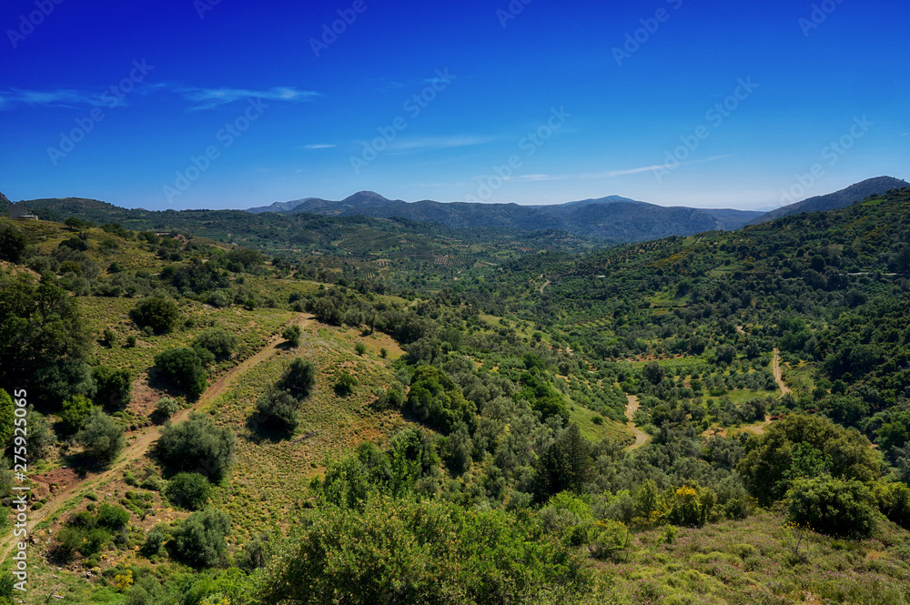 Obraz premium Olivenhaine in den Bergen von Kreta