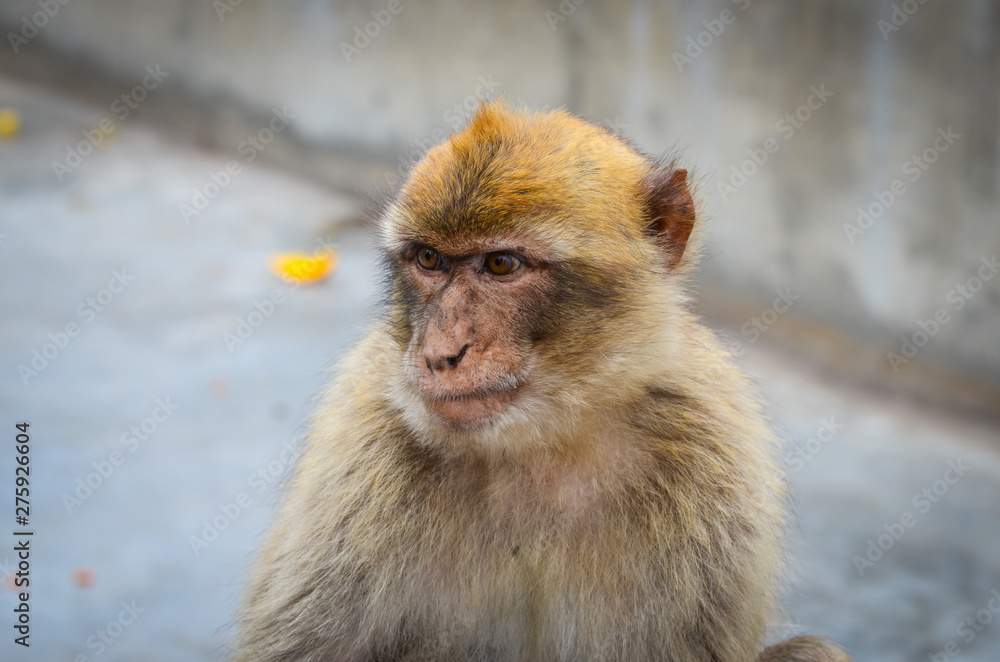 Obraz premium close of view of the gibraltar monkeys