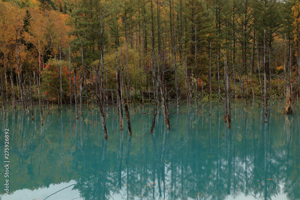 The Blue Pond in autumn, Biei-cho, Hokkaido, Japan The Blue Pond in autumn, Biei-cho, Hokkaido, Japan