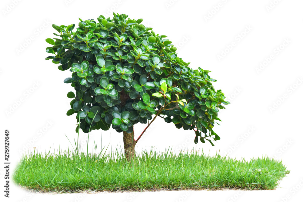 Naklejka Zielone drzewo na trawie na białym tle. ze ścieżką przycinającą (drzewo Ficus annulata Blume)