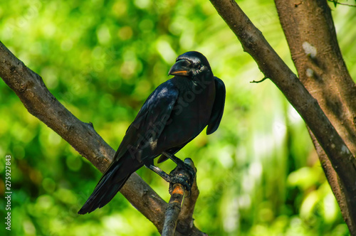 The black crow is sticking to the branches. It's looking for prey. photo