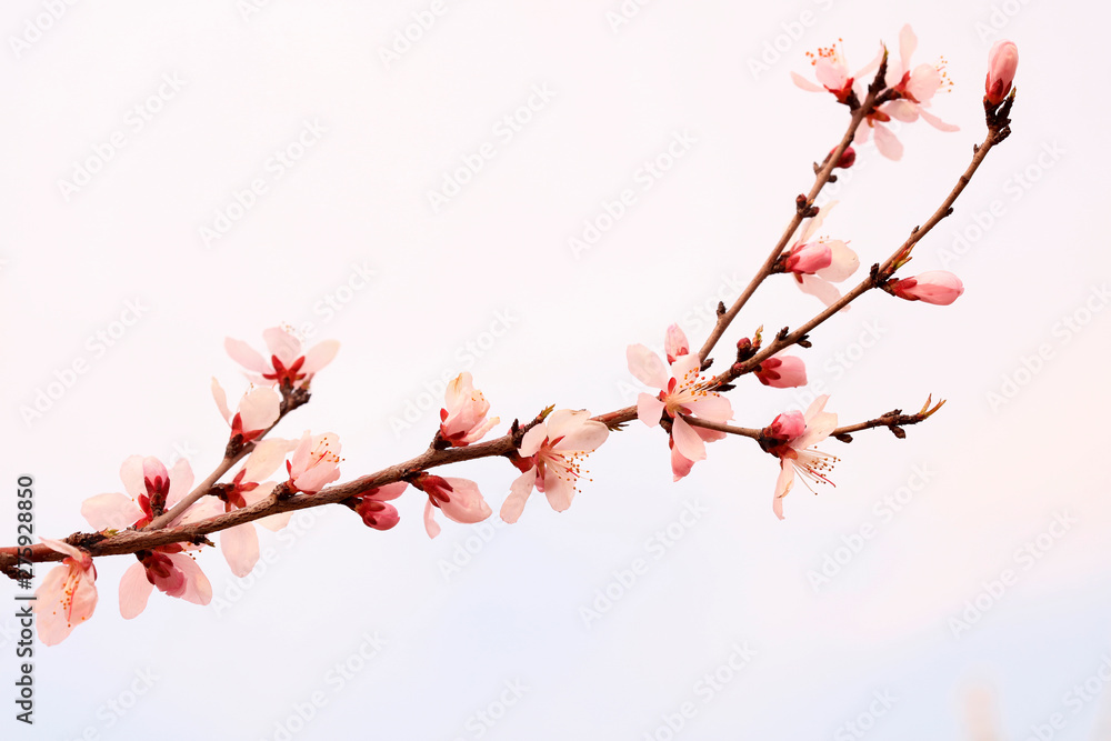 blooming peach blossoms in the garden blooming peach blossoms in the garden