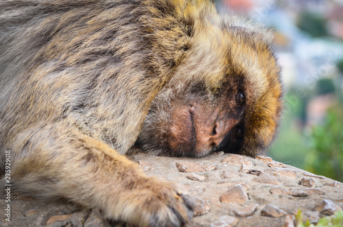 close of view of the gibraltar monkeys