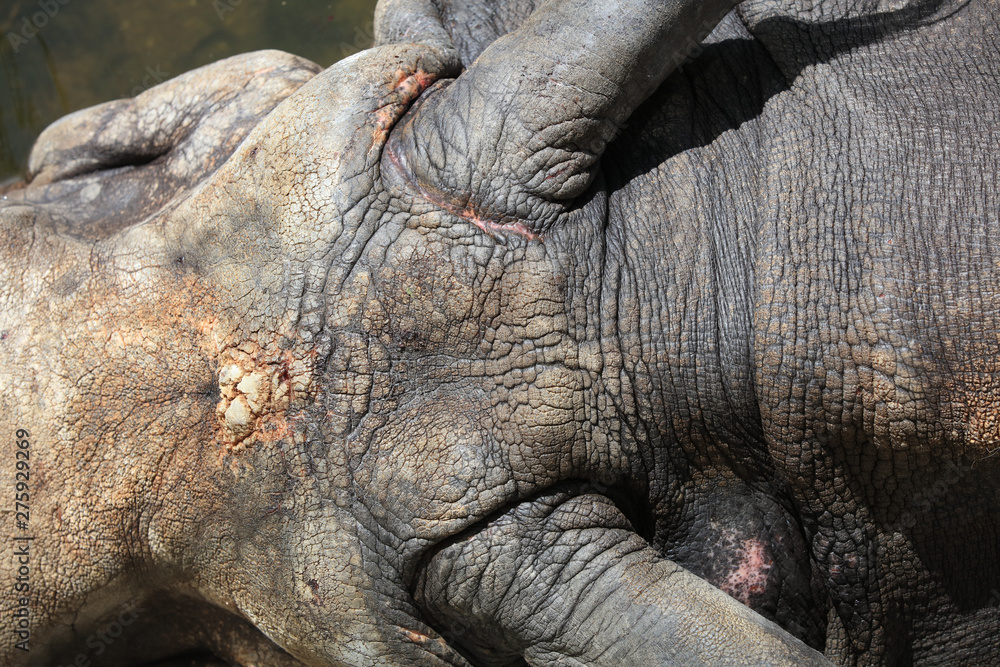 Fototapeta premium Panzernashorn (Rhinoceros unicornis)