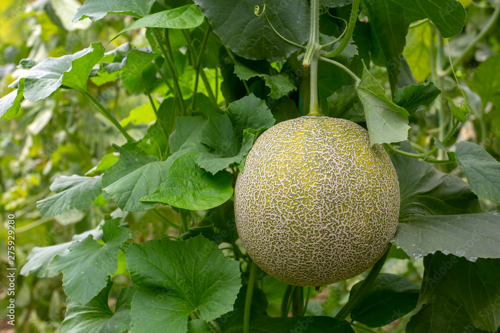 Melon or cantaloupe melons growing in supported by string melon nets ,The yellow melon with leaves and sunlight in the farm waiting for harvest. Melon or cantaloupe melons growing in supported by string melon nets ,The yellow melon with leaves and sunlight in the farm waiting for harvest.