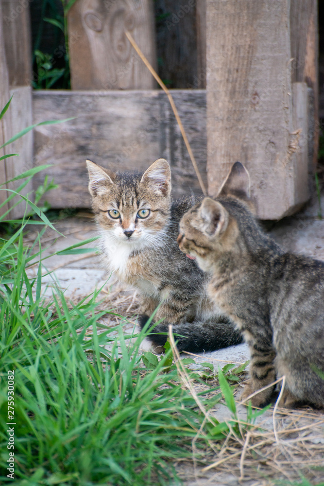 Gray and black kittens play on a good day Gray and black kittens play on a good day