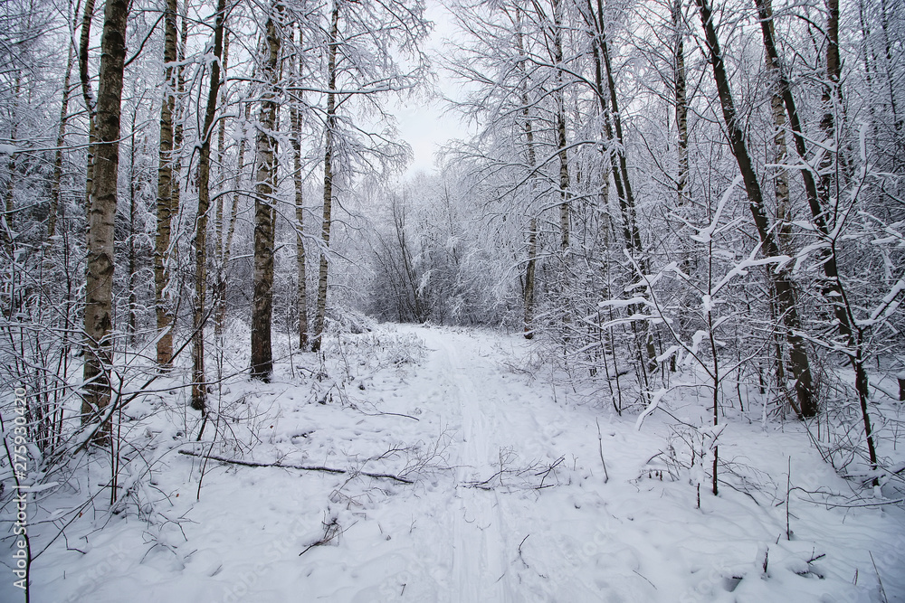 winter forest covered snow winter forest covered snow