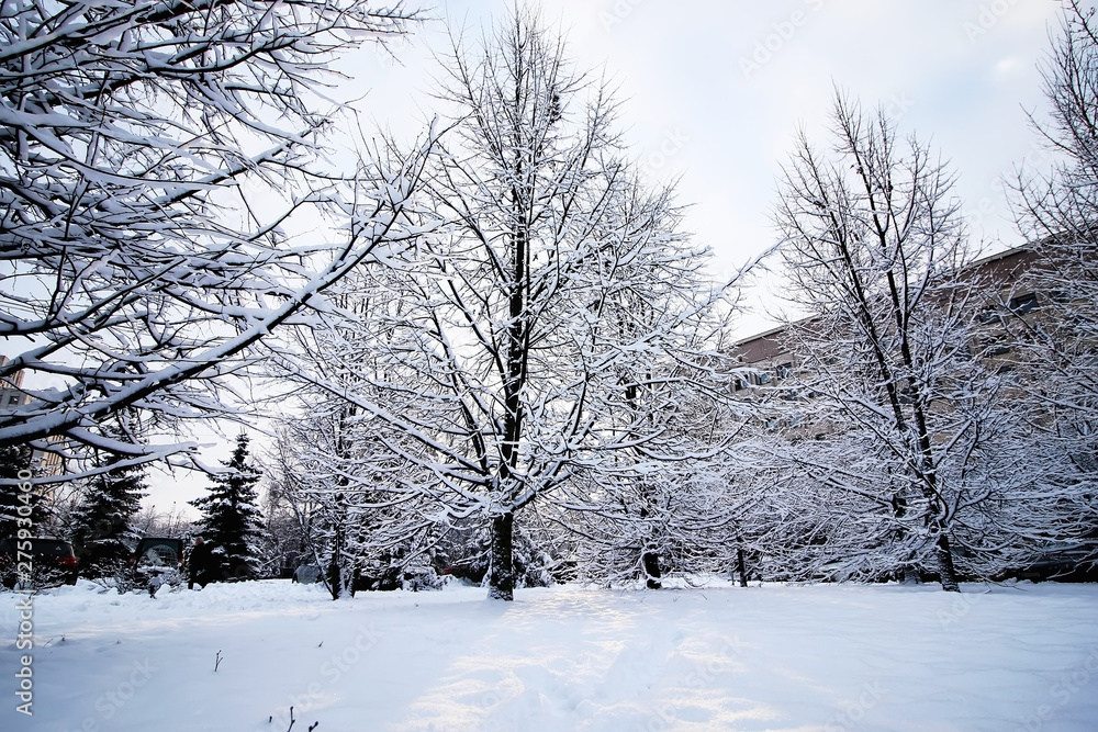 winter tree bare under snow winter tree bare under snow