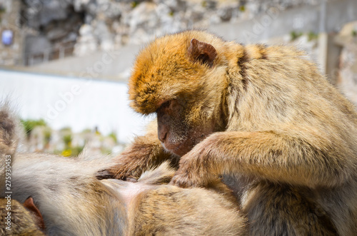 close of view of the gibraltar monkeys