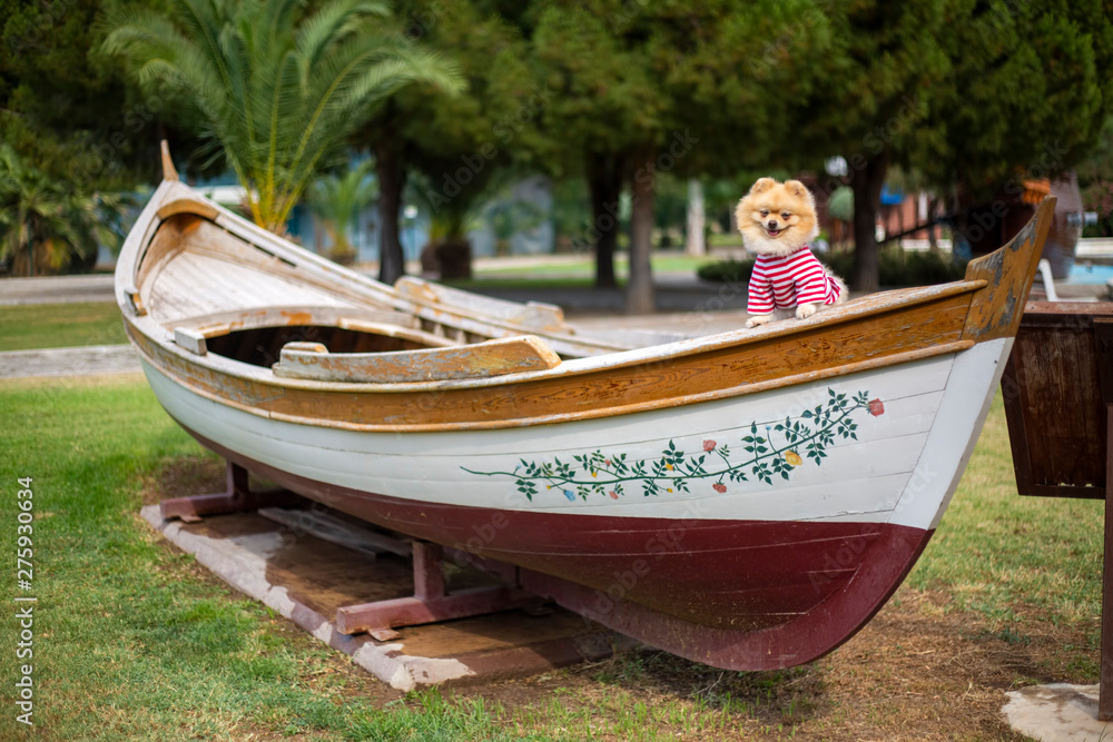 Pet animal; cute pomeranian dog in nature Pet animal; cute pomeranian dog in nature