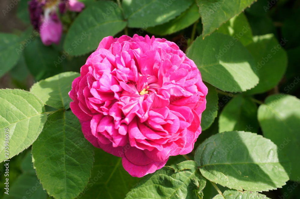 nature,animal,collie,flowers,garden