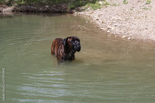 chien cane corso dans la rivière : canicule