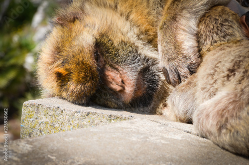 close of view of the gibraltar monkeys
