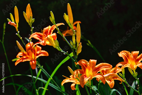 Gelbrote Taglilie (Hemerocallis fulva) photo